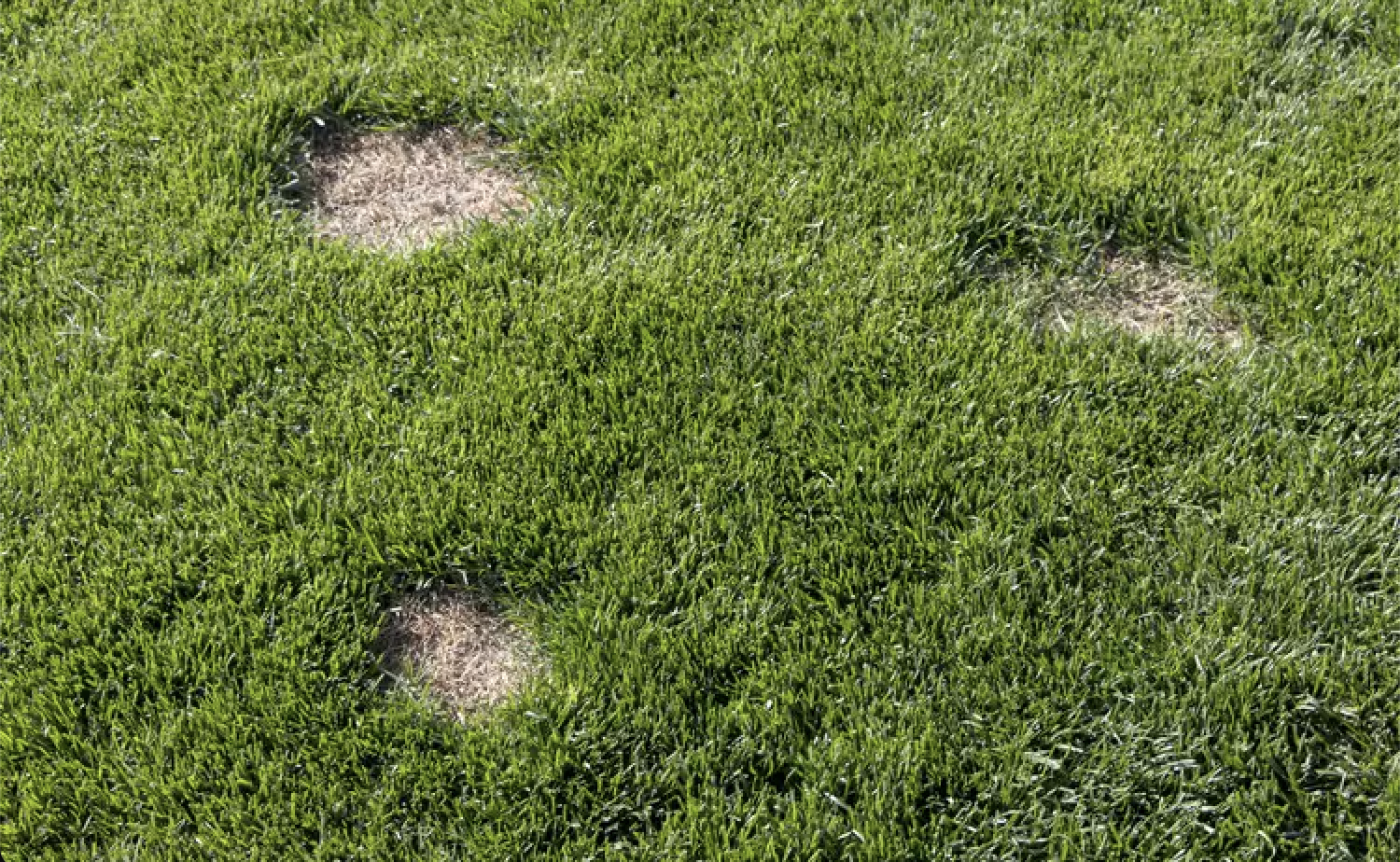 How to Patch Holes in Your Lawn